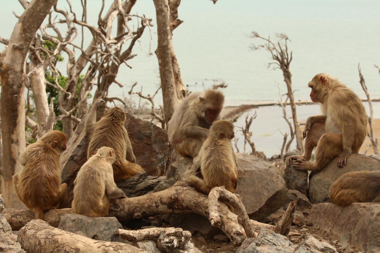 Group of macaques