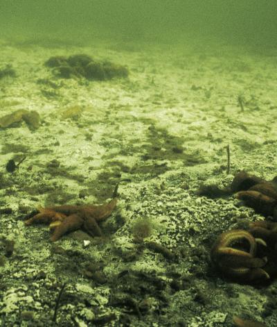 Oxygen Depletion in the Baltic Sea