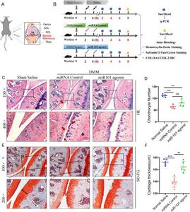 Intra-articular injection of miR-101a attenuated OA progression.