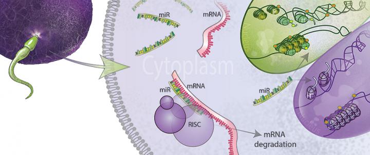 Dad's Stress Influences Offspring's Brain Development