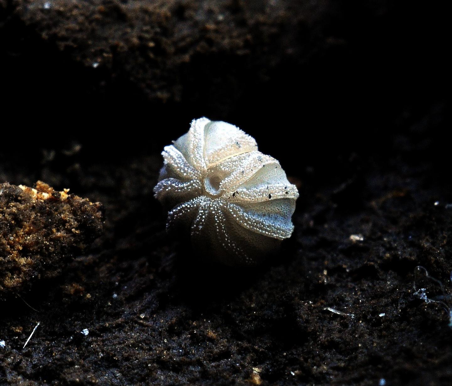 <i>Trachysphaera costata</i>