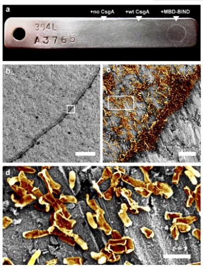 Steely Biofilms
