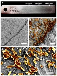 Steely Biofilms