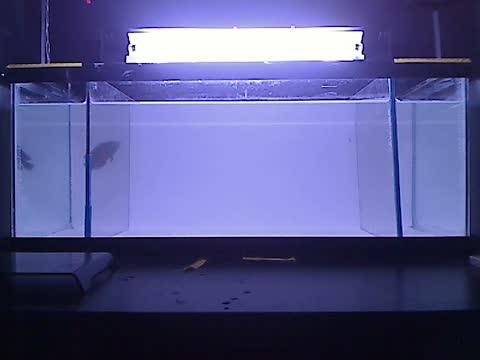 Live Oscar Scares Little Zebrafish