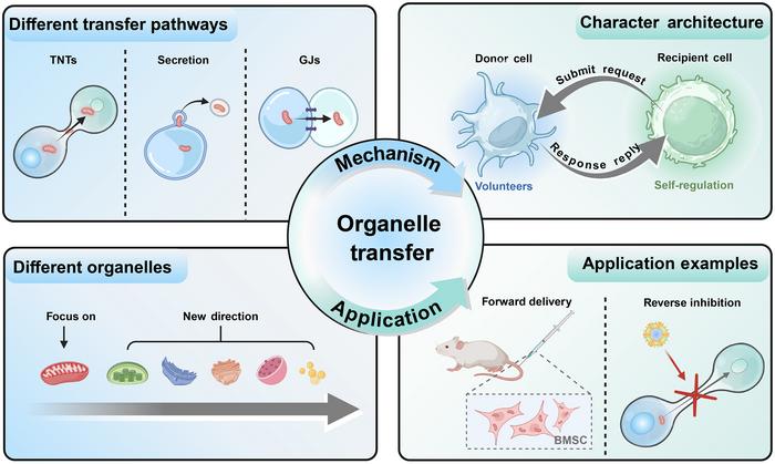 Mechanisms and prospects of multifunctional organelles in intercellular communication.