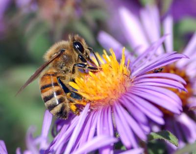 Foraging Honey Bee