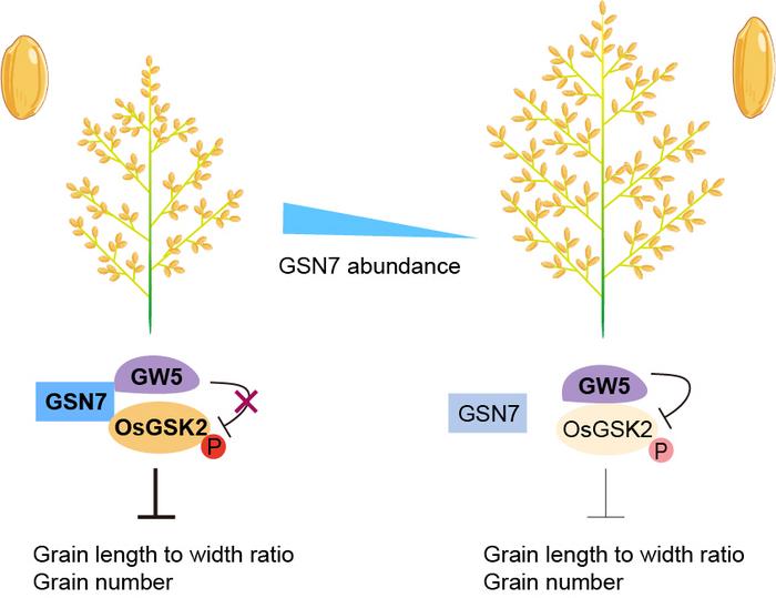 A new rice gene, GSN7, coordinately regulates grain yield and quality