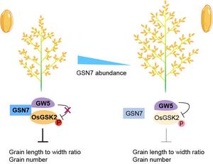 A new rice gene, GSN7, coordinately regulates grain yield and quality