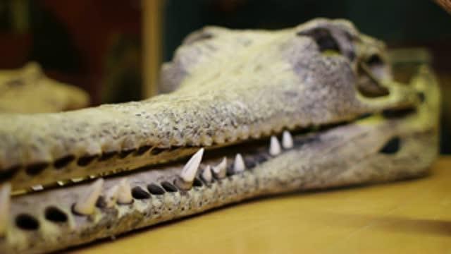 Genetic Mutants Can Alter Entire Biological Communities