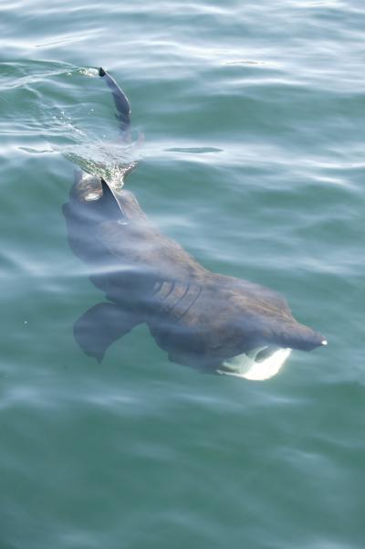 Basking Shark (1 of 3)