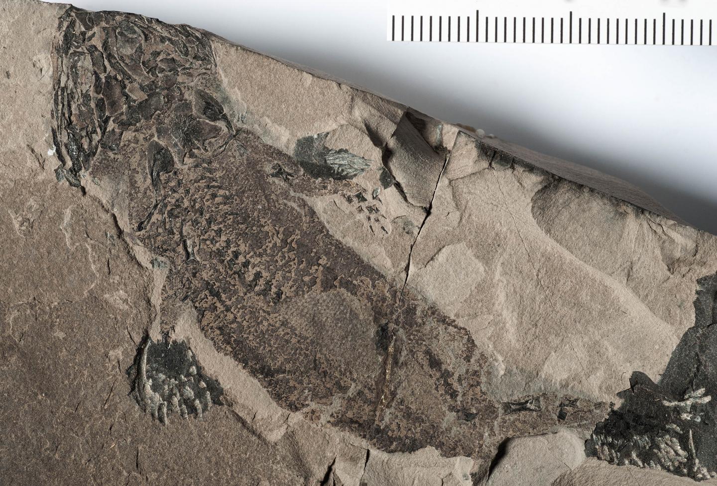 <em>Micromelerpeton credneri</em>
