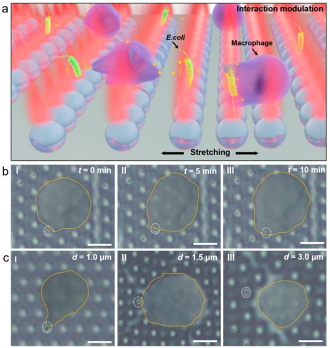 Fig. 3. Stretchability of FSOT for intercellular interaction regulation.