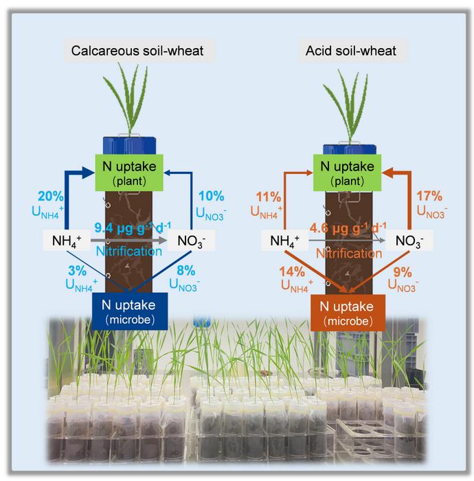 Quantifying NH4+ and NO3− uptake by wheat under microbial competition in acid and calcareous soils