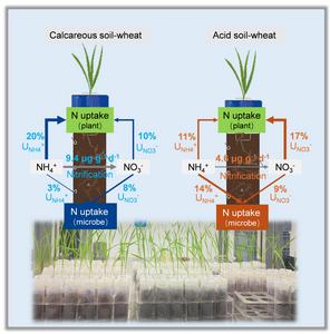 Quantifying NH4+ and NO3− uptake by wheat under microbial competition in acid and calcareous soils