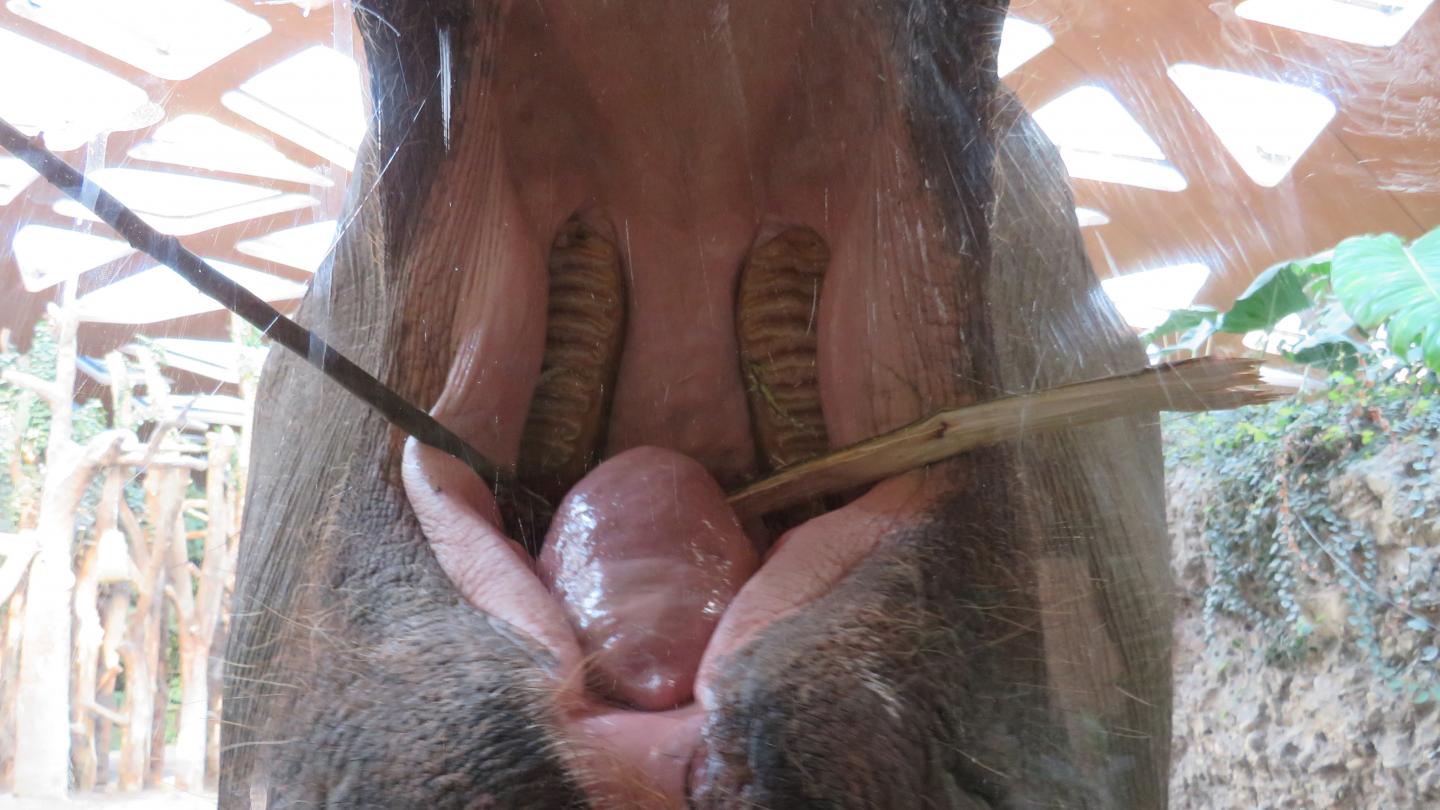 Teeth