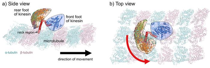 Figure 1: Stepping trajectory of kinesin's rear foot (a: side view, b: top view).