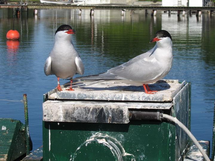Common Terns in the Wilhelmshaven Colony