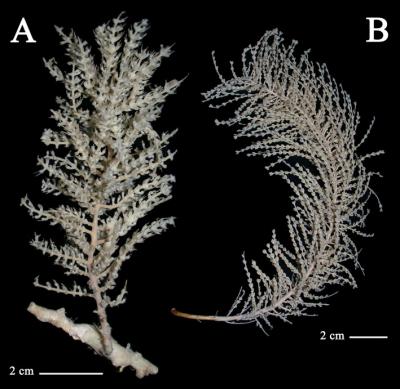 <i>Austasensis tauroprimnoa</i> and <i>Digitogorgia kuekenthali</i>