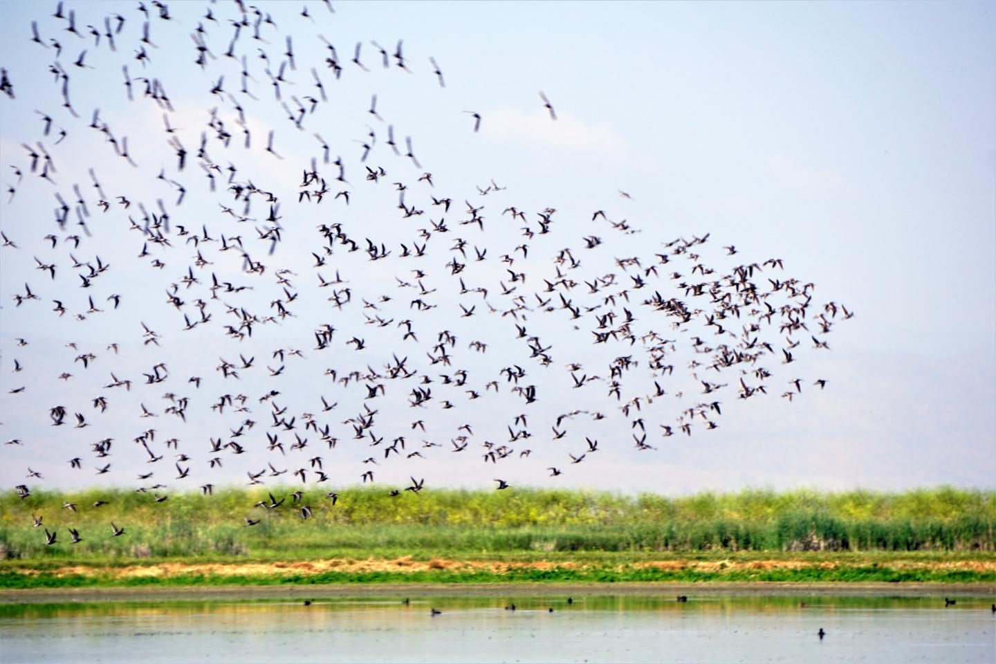 Bird Habitat
