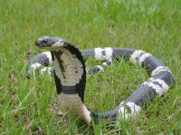 How Cobras Developed Flesh-Eating Venom