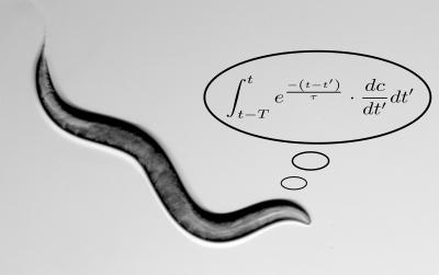 The Lovely <em>C. Elegans</em>