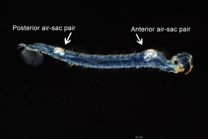 Aquatic Chaoborus midge larvae