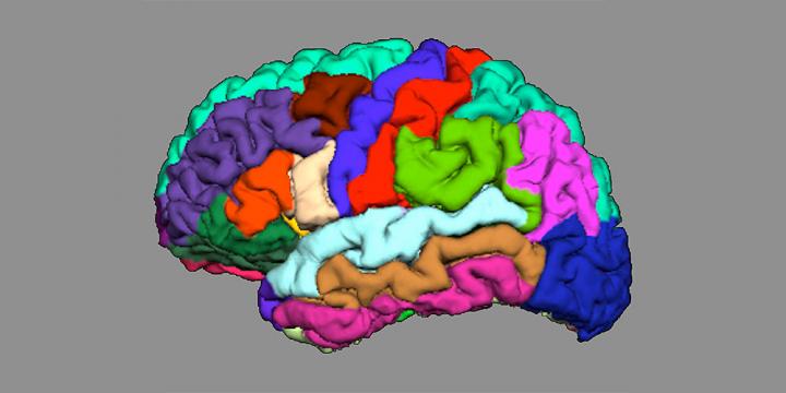 The Anatomy of our Brain