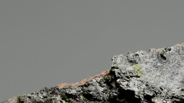 How Epigenetics Can Affect Ants' Behavior (7 of 9)
