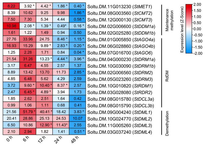 Expression pattern of DNA methylation regulators in potato in response to P. infestans infection.