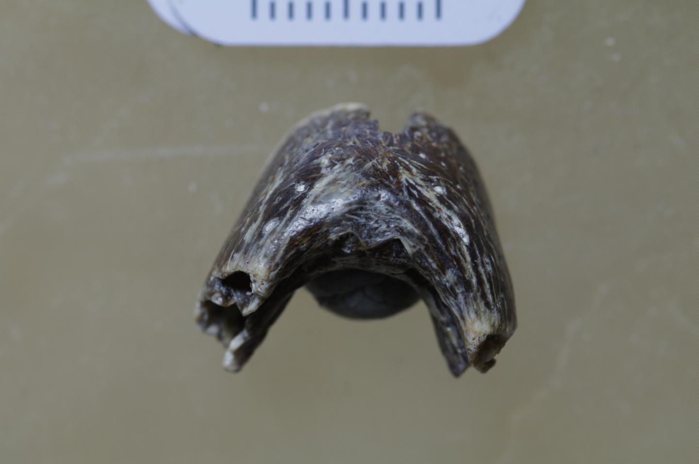 Ventral View of <i>Caenagnathasia sp.</i> Dentary