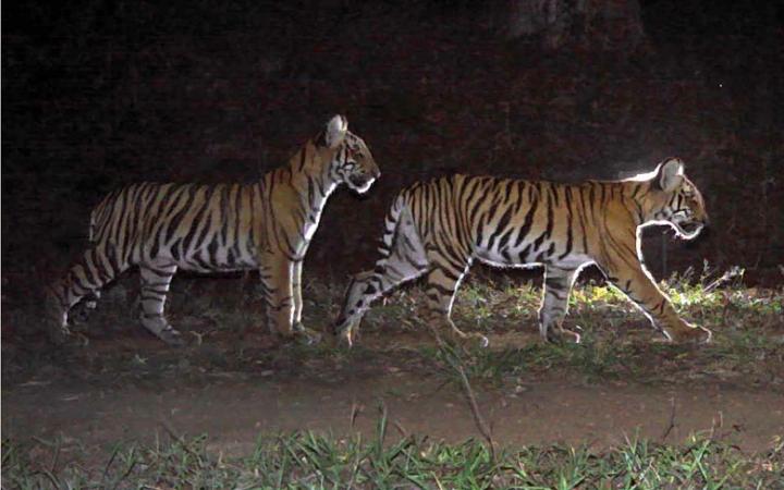 Tiger Cubs
