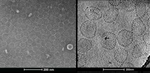AI-designed protein nanocages observed by electron microscopy