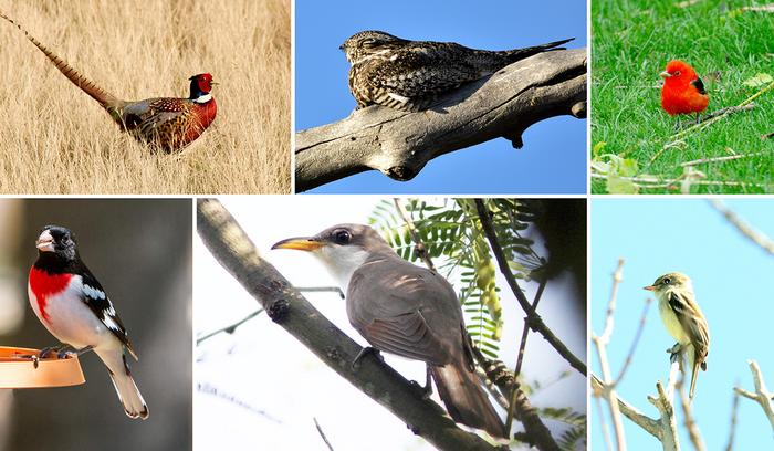 Birds seen in Urbana but not Champaign in summer