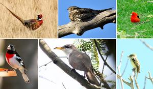 Birds seen in Urbana but not Champaign in summer