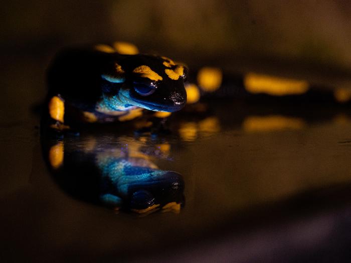 Fire salamander (Salamandra salamandra)