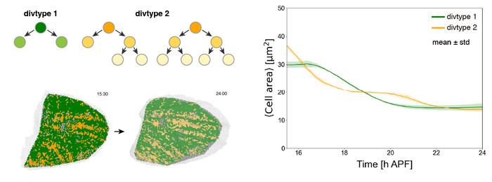 Distinct cell populations coordinate precise cell-size control in the Drosophila wing