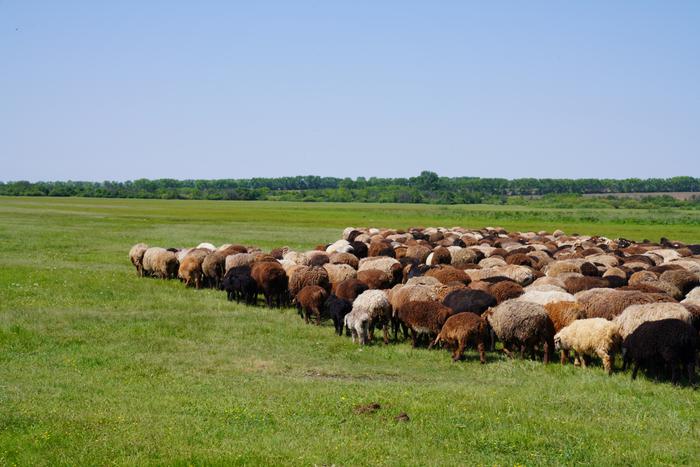A herd of sheep grazes in a steppe landscape