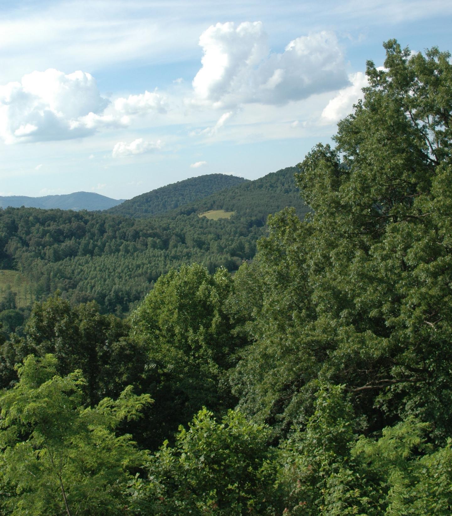 Scenic Forest
