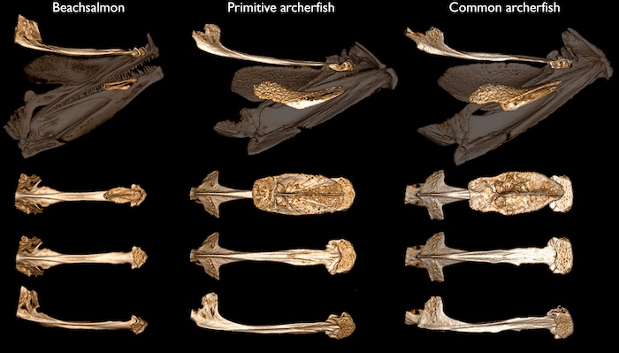 Evolution of the archerfish shooting mechanism.
