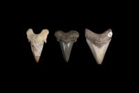 Tracing Millions of Years of Megatooth Shark Evolution