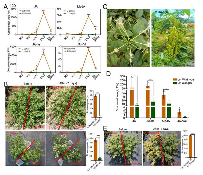 Jasmonic acid facilitates flower opening in L. japonica and L. macranthoides.