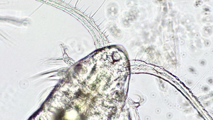 Magnified copepod