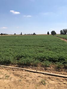 Chickpea Field 3