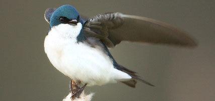 Tree Swallow