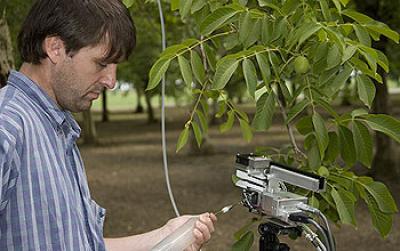 Walnut Trees Emit Aspirin-Like Chemical to Deal With Stress (1 of 2)
