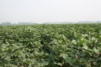 Cotton Field in Yangtze River Valley
