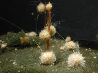 <i>Tethya wilhelma</i>