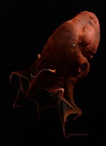 The vampire squid (Vampyroteuthis sp.) is one of the most enigmatic animals of the deep sea.