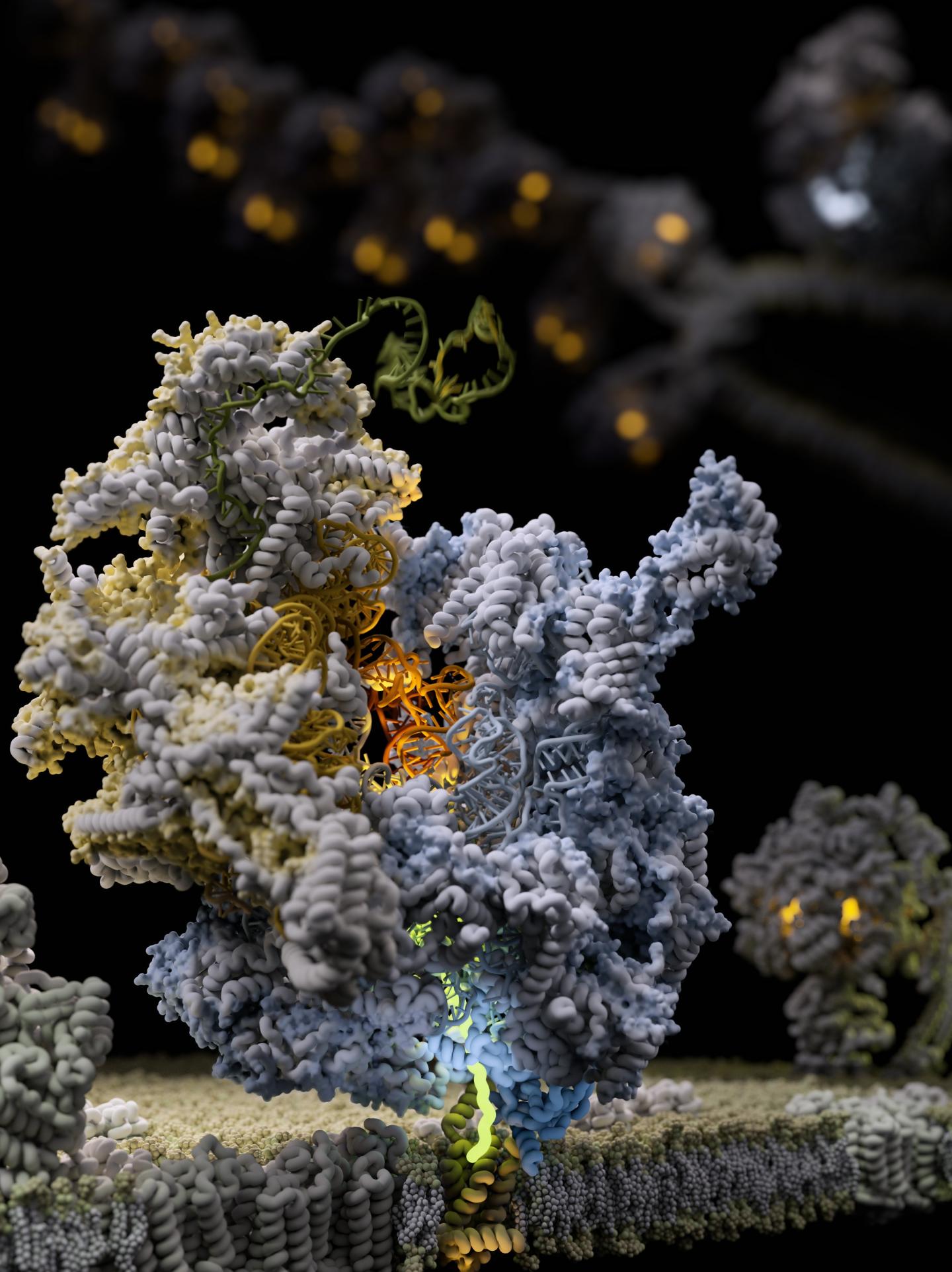 The mitoribosome