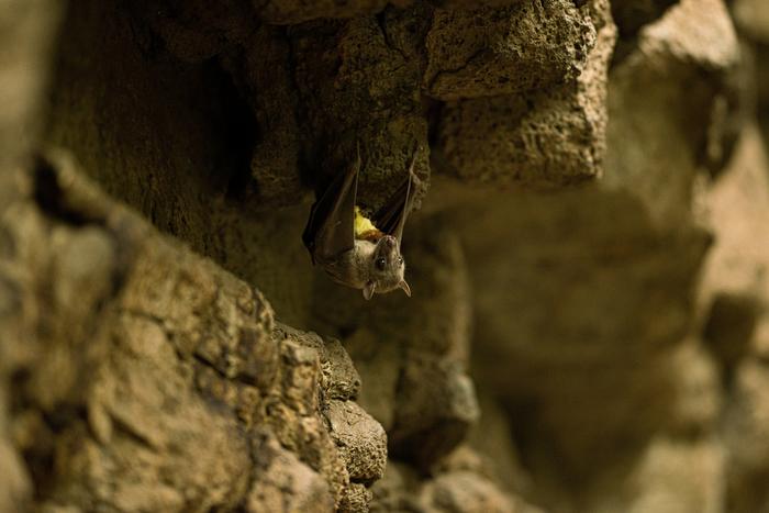 Wild gray bats adjust their echolocation calls based on the other bats in their flying group